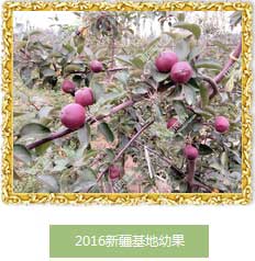 最优惠的畅销的红肉苹果苗、市辖区、朝阳区国农宝兴红肉苹果全