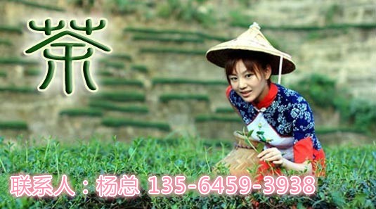 2024第24届上海国际茶产业博览会